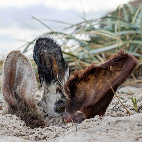 Küsten Hunde - Hundenahrung - Rinderohr mit Fell